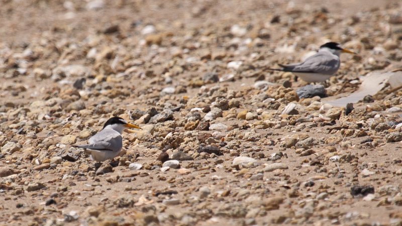 Least Terns High Island_2010_04_24_3874.JPG